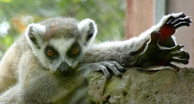 Lémur De Cola Anillada, Lemur