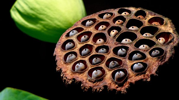 Semillas, Loto, Flora, Naturaleza