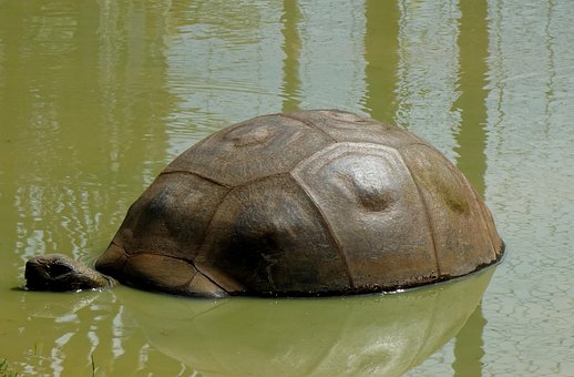 Tortuga, Fauna Silvestre, Agua