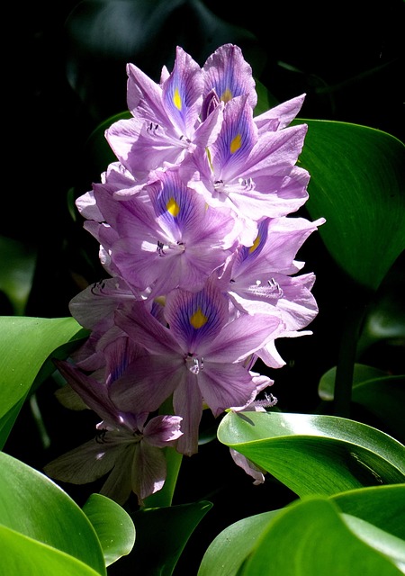 Violeta, Flores, Florecer, Bloom