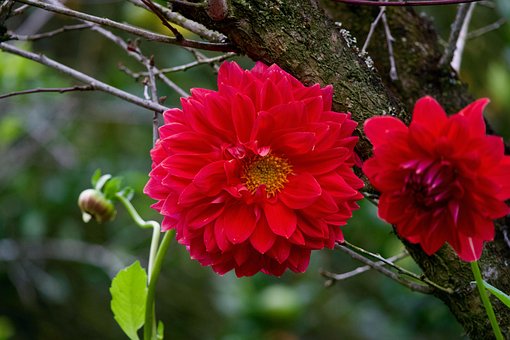 Free Dahlia Flower photo and picture