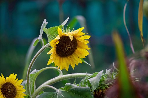 Free Flower Nature photo and picture