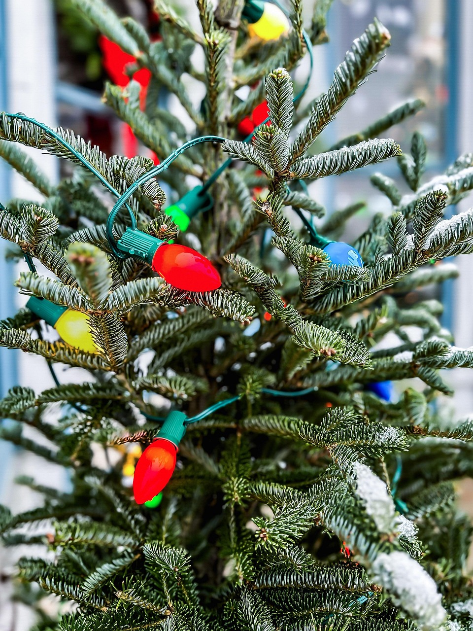 Christmas Tree Pine Holiday Free photo on Pixabay Pixabay