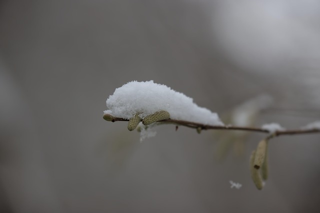Free Snow Winter photo and picture
