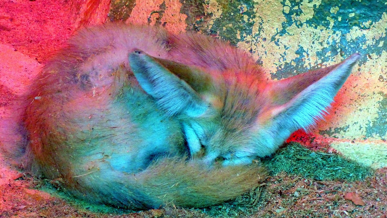 Débardeur Motif Renard Coucher De Soleil - Coupe Classique, Léger - Pour Fans D'animaux Et Nature