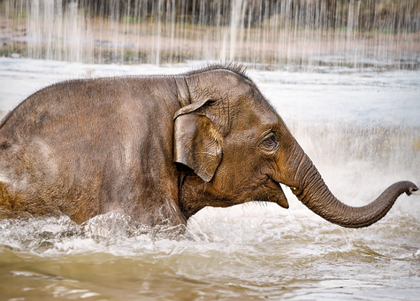 Free Elephant Baby Elephant photo and picture
