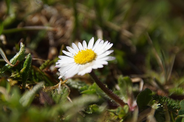 Margarida, Natureza, Prado, Verão, Flor