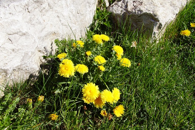 Dente-De-Leão, Pedra, Natureza, Prado