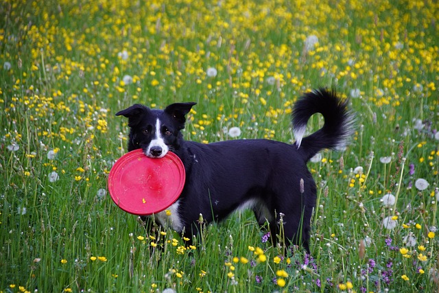Cachorro, Frisbee, Prado, Natureza