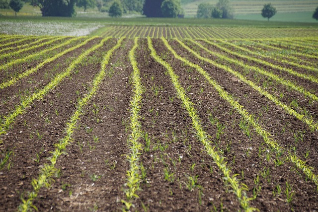 Campo, Cultivar, Agricultura, Agricultor