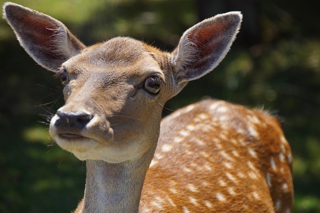 Cervo, Natureza, Animal, Brown