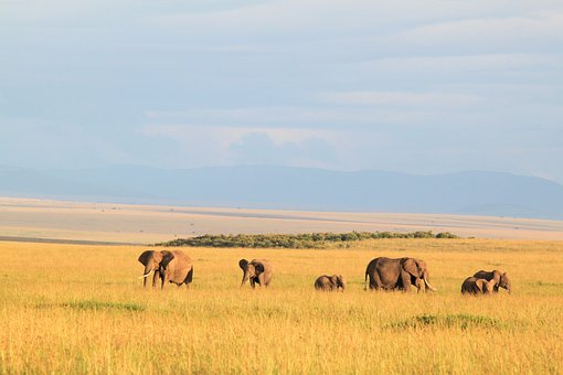 Free Elephants Herd photo and picture