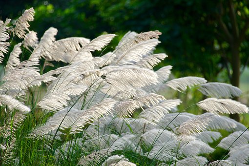 Free Wild Grass Grass photo and picture