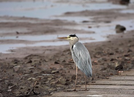Free Bird Heron photo and picture