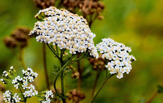 Free Nature Blossom photo and picture