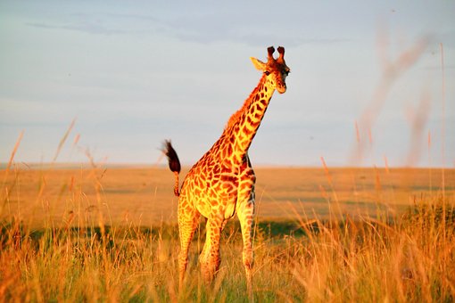 Free Giraffe Wildlife photo and picture