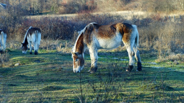 Free Horse Pony photo and picture