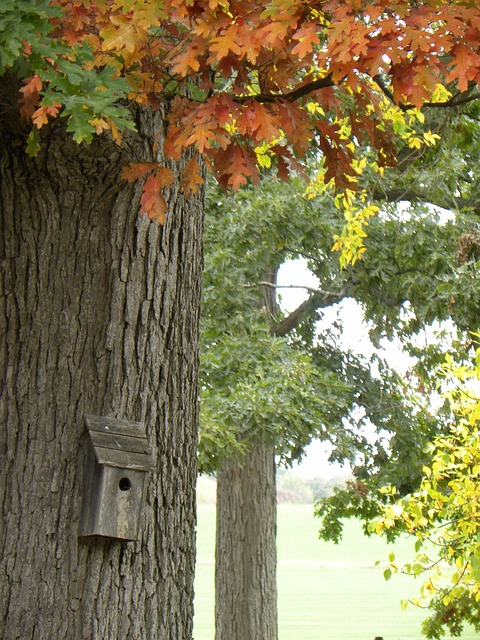 Free Autumn Tree photo and picture