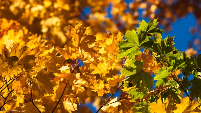 Free Autumn Sky photo and picture