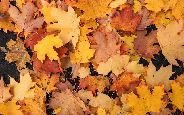Free Autumn Leaves photo and picture