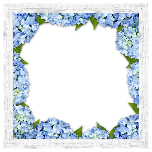 Free frame flowers hydrangeas illustration
