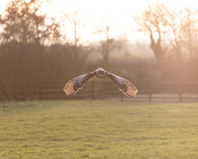 Free Owl Bird photo and picture