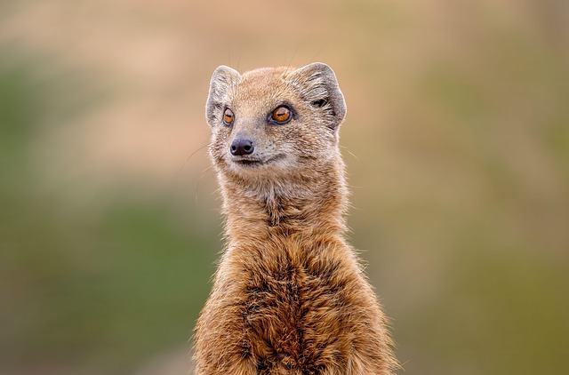 
izdrukāt fotogrāfijas.