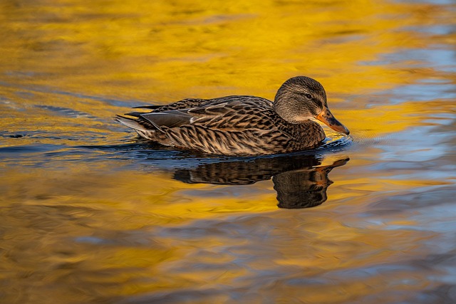 Free Duck Lake photo and picture
