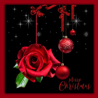 Natal, Vermelho, Flores, Rosas
