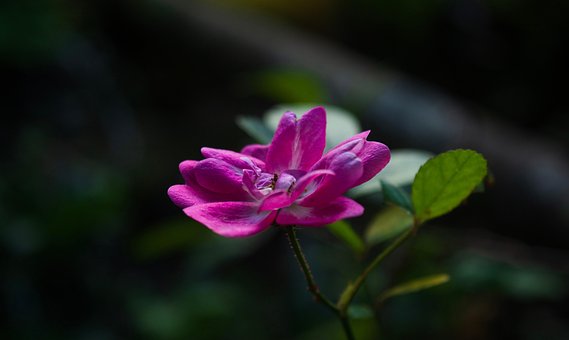 Lyserød, Blomst, Vinter, Blomst Tapet