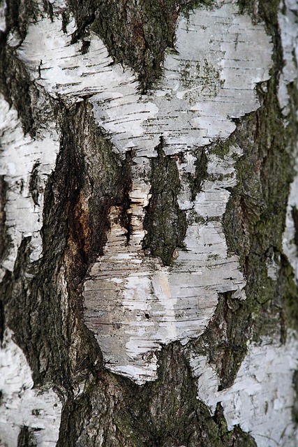 Free Bark Forest photo and picture