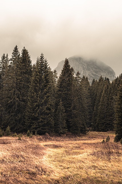 Free Spruce Trees photo and picture