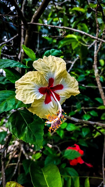 Free Hibiscus Flower photo and picture