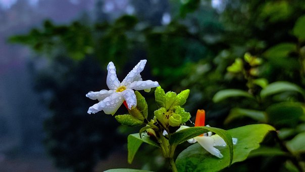 Free Jasmin Night Flowering Jasmin photo and picture