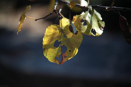 Free Leaf Fall photo and picture