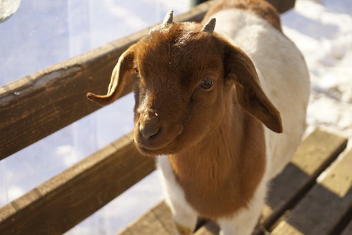 Free Animal Zoo photo and picture