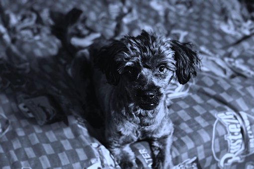 Free Dog Animal photo and picture