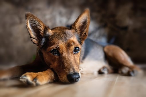 Free Dog Animal photo and picture