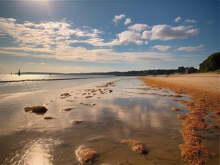 Bembridge Strand, Hundevennlig