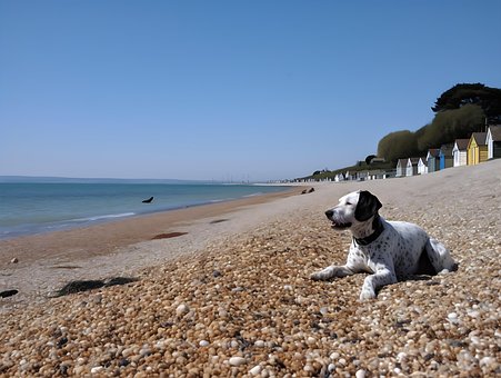 Dalmatisk Hund, Sand, Sol, Horisont