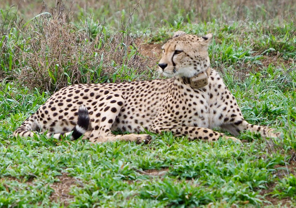 Leopard Mammal Wildlife - Free photo on Pixabay - Pixabay