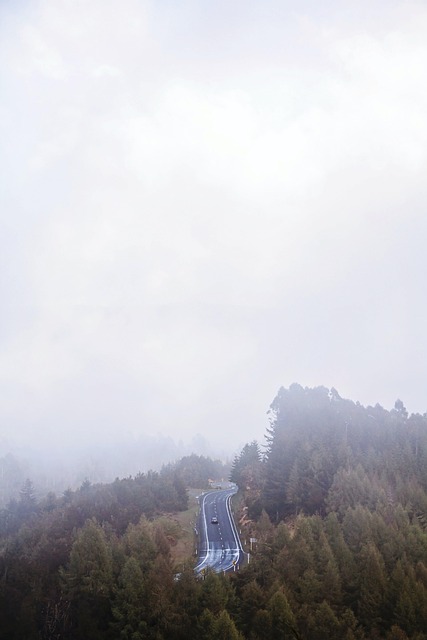Free Forest Fog photo and picture