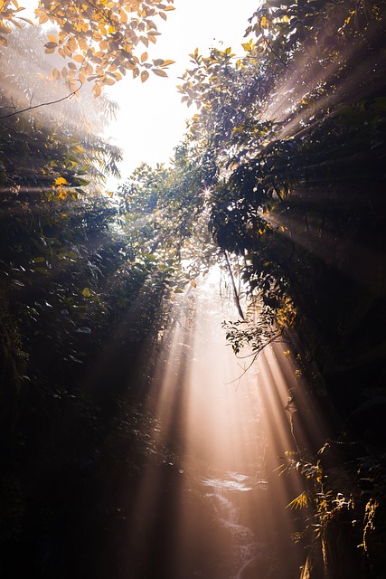 Free Tree Landscape photo and picture