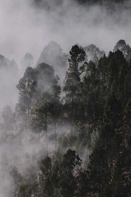 Free Trees Nature photo and picture