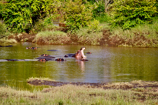 Free Hippos Hippopotamus photo and picture
