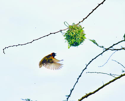 Free Bird Nature photo and picture