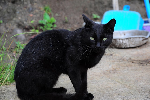 Free Cat Black Cat photo and picture
