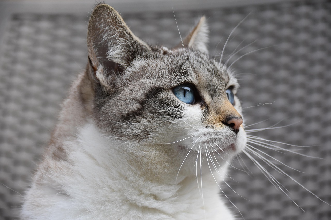 50 000 Free Four Cats Cat Images Pixabay 50 000 Free Four Cats Cat Images Pixabay