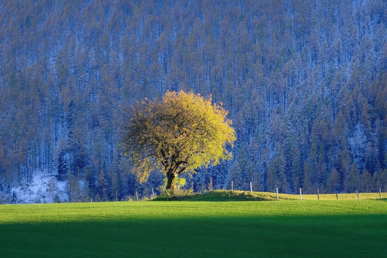 Tree - free online jigsaw puzzle photo
