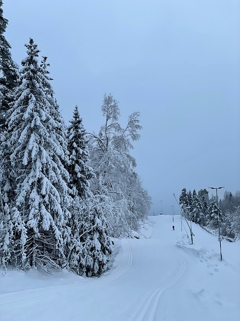 Free Winter Snow photo and picture